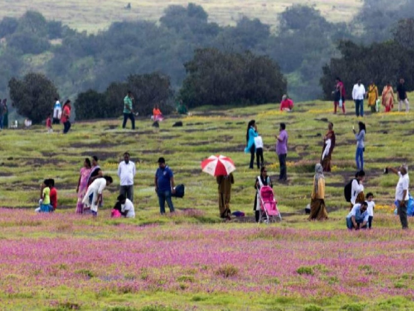 Along with flowers, the Kas Plateau in Satara is also crowded with tourists this year, A revenue of one and a half crores | साताऱ्यातील कास पठारावर यंदा फुलांबरोबरच पर्यटकांचाही बहर!, दीड कोटींचा महसूल जमा