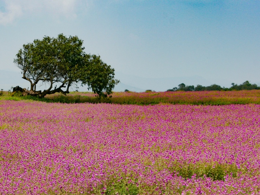 The season of colorful flowers on Kas Plateau starts from 3rd September Sunday | Satara: जागतिक वारसास्थळ कास पठारावर रविवारी फुलांची पहाट