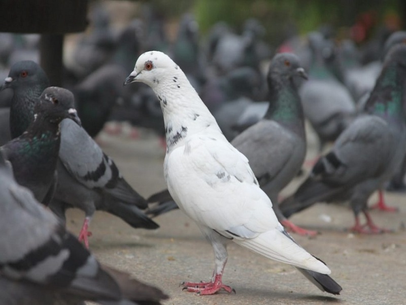 Thieves in Beed Lay Bhari ! Medical burglary by wearing PPE, now theft of 50 pigeons! | बीडमधील चोरट्यांचा काही नेम नाही ! पीपीई कीट घालून मेडिकल फोडले, आता ५० कबुतरांची चोरी !