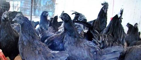 'Mahratt Agro' office seal in Kolhapur | कडकनाथ कोंबडी पालन : ‘महारयत अ‍ॅग्रो’चे कोल्हापुरातील कार्यालय सील