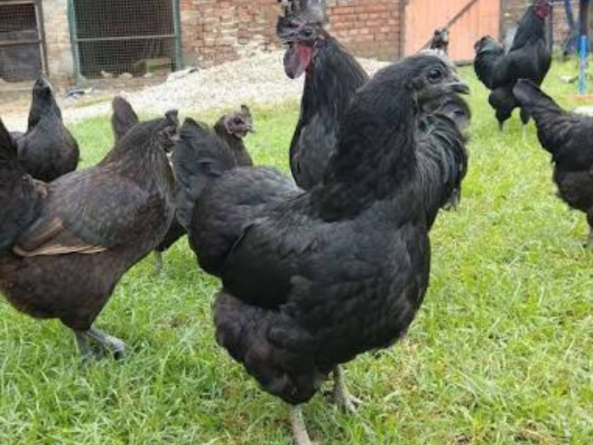 Farmers cheat in Kadaknath chicken breeding business | कडकनाथ कोंबडी पालन व्यवसायात शेतकऱ्यांची फसवणूक