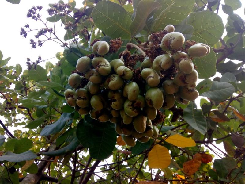 OMG! 50 cashew nuts | पाहावं ते नवल ! काजूच्या झा़डावरील एका घोसावर लागले तब्बल 50 काजू