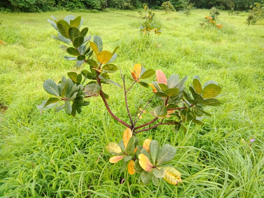 Infection of cashew trees, leaf blight | काजूच्या झाडांना रोगाची लागण, पानांची गळती