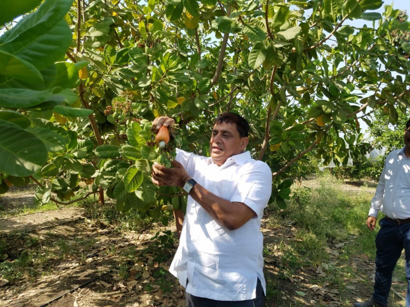 Experiment to take yield of cashew nuts in Akola | अकोल्यातील शेतकऱ्याचा काजू उत्पादनाचा प्रयोग