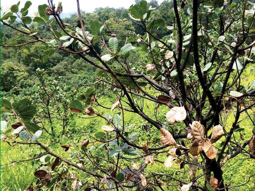  A heavy blow to the heavy cashew nuts just cut off the branches, leaves and leaves | अतिवृष्टीचा हजारो एकर क्षेत्रातील काजू कलमांना मोठा फटका