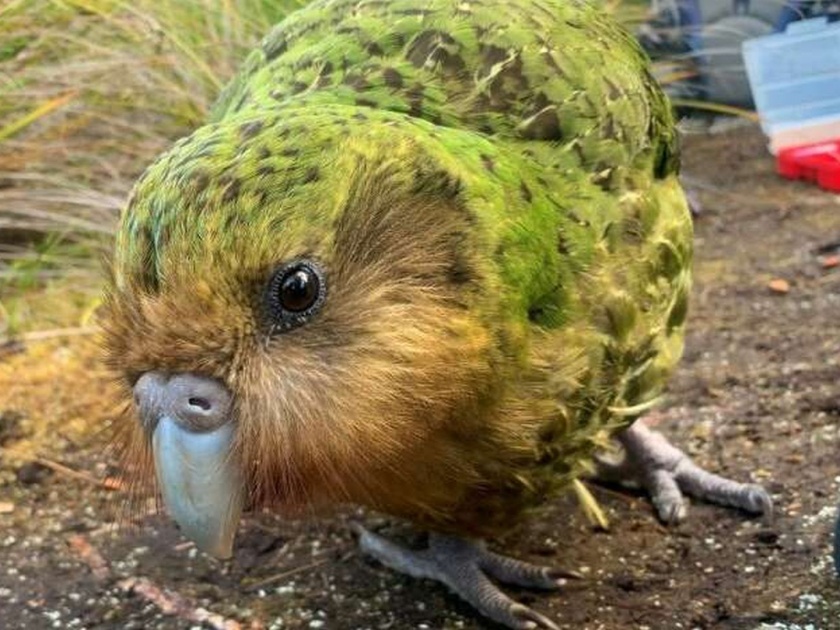 Rare worlds fattest parrot Kakapo has made record breeding season in New Zealand | जगातल्या सर्वात मोठ्या आणि दुर्मिळ पोपटांचा अंडी देण्याचा रेकॉर्ड, केवळ रात्री दिसतात हे पोपट!