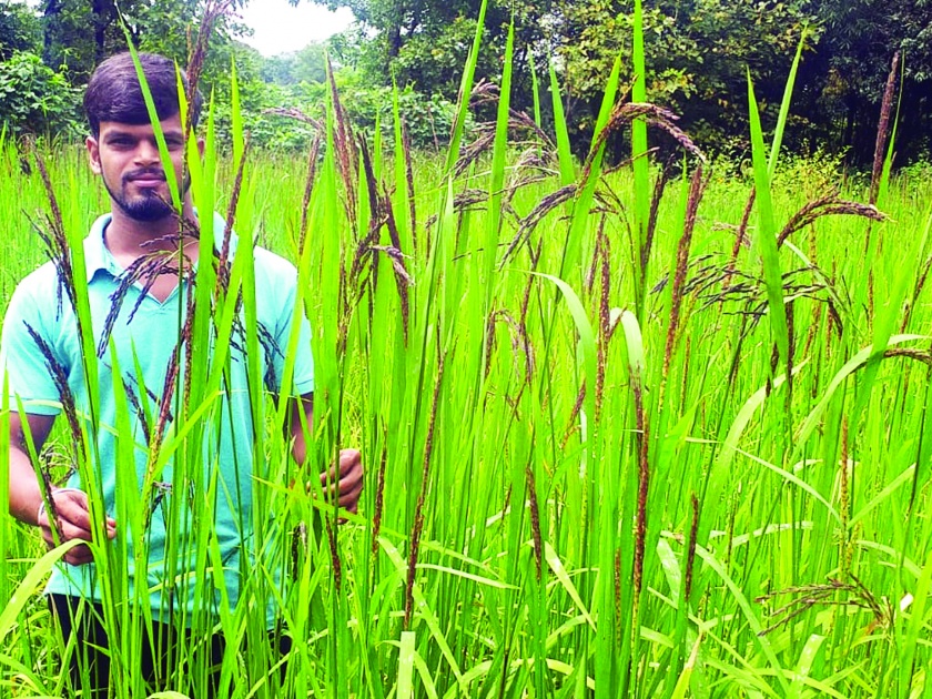 Experiment with Abhishek Surve, the most expensive black rice in the world rooted in Konkan | कोकणात रुजलाय जगातील सर्वात महाग काळा तांदूळ, अभिषेक सुर्वे याचा प्रयोग