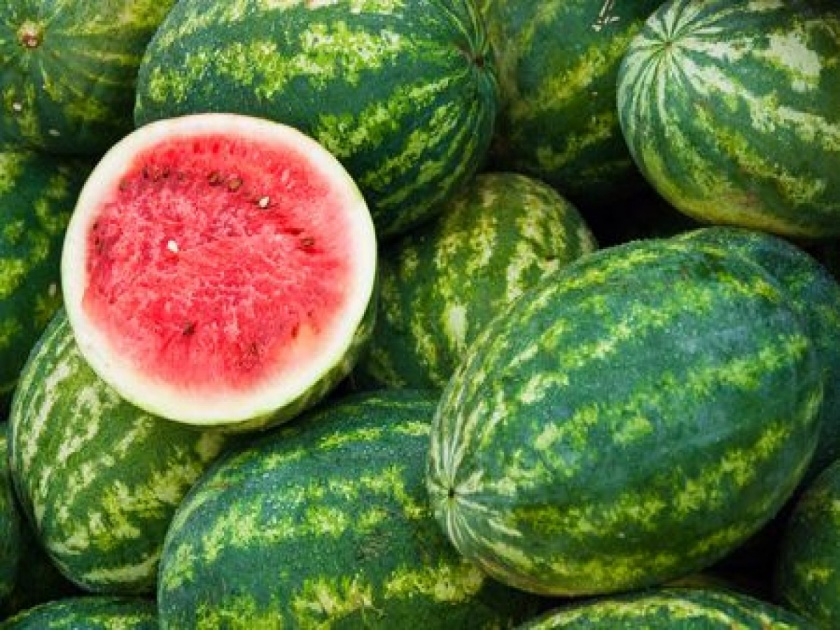 How to choose sweet, juicy watermelon? | मंडळी कलिंगड खरेदी करताय...कसा निवडाल गोड, रसदार कलिंगड?