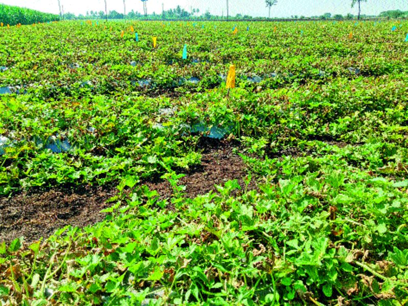 Kalingadacha agriculture hazard, crop found for crop | कलिंगडाची शेती धोक्यात, पिकासाठी मिळेना पाणी