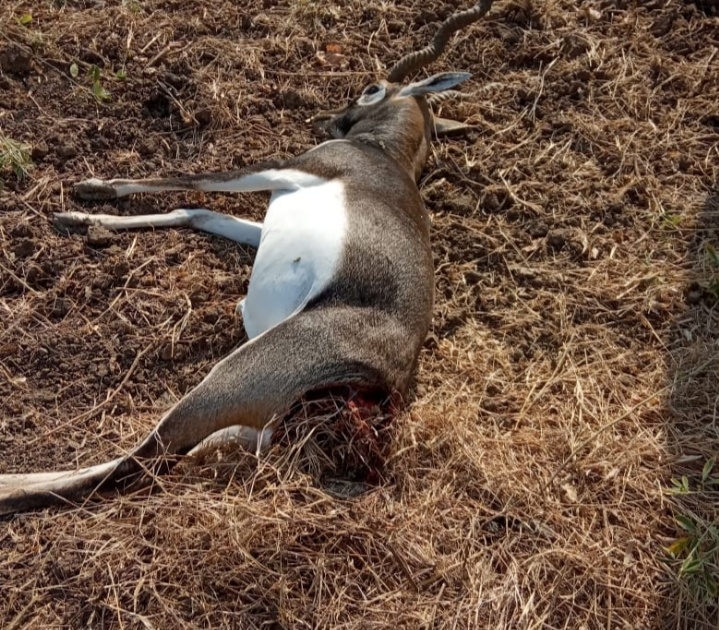 Deer was found dead in Sonori area | सोनोरी शिवारात काळविट मृतावस्थेत आढळले
