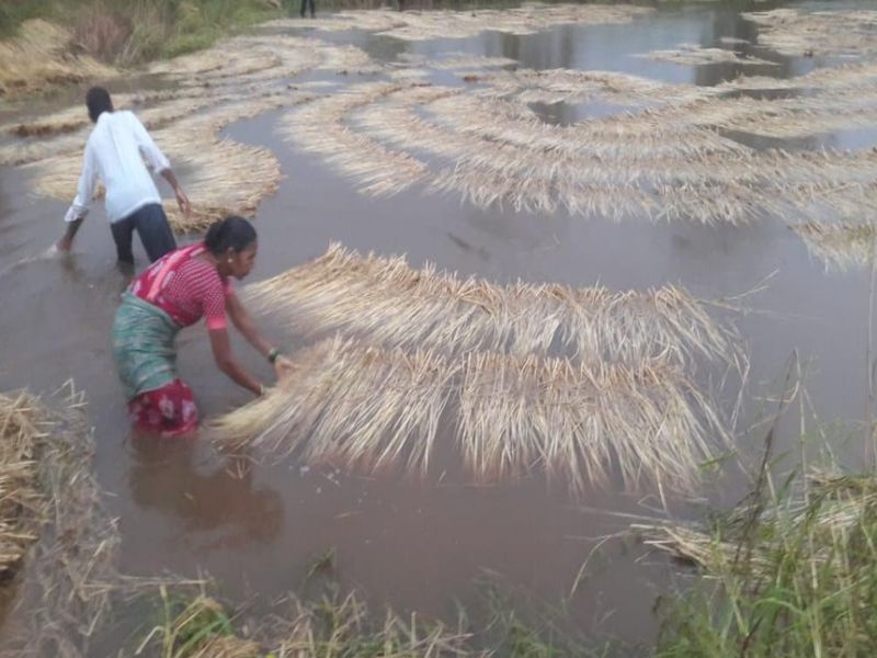 heavy rain hits crops in kalyan | कल्याण तालुक्यातील दोन हजार हेक्टर भात शेतीचे नुकसान