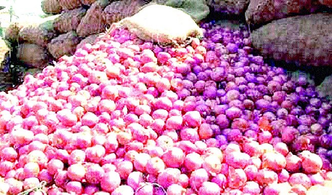 4000 onion sacks arrived in the market committee | बाजार समितीत १४ हजार कांदा पोत्यांची आवक : राज्यातील इतर समित्यांपेक्षा दर चढाच