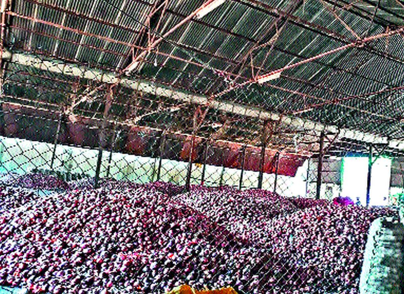 Due to the lack of water in the valley of Naigaon, the red onion crop was started | नायगाव खोऱ्यात पाण्याअभावी लाल कांद्याचे पिके करपू लागली