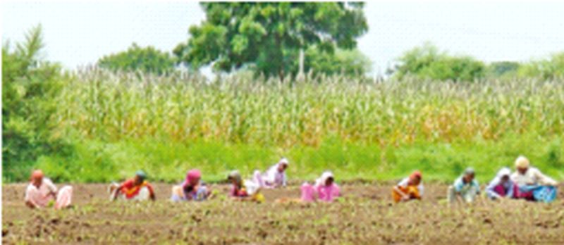 Summer onion cultivation on 1.5 lakh hectares in the district | जिल्ह्यात दीड लाख हेक्टरवर उन्हाळ कांदा लागवड