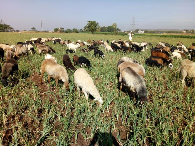 Farmers left goat and sheep in farming due to no rate of onion | कवडीमोल भाव....शेतकऱ्याने दीड एकर कांद्याच्या शेतात सोडल्या शेळ्या मेंढ्या 