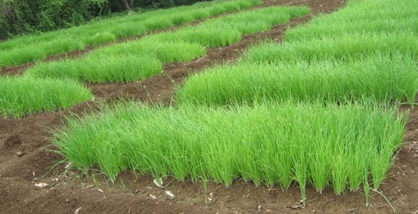 Farmers have a tendency towards onion cultivation due to high rates | उच्चांकी दरामुळे शेतकऱ्यांचा कांदा लागवडीकडे कल