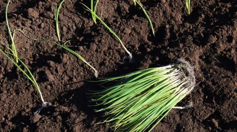Outbreaks appear to be exacerbated during onion seedlings | कांदा रोपावर मर रोगाचा प्रादुर्भाव