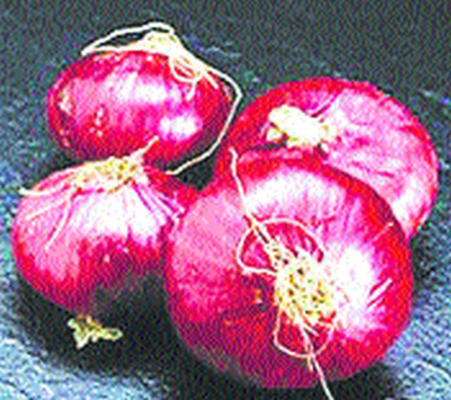 Lesson to Summer onion cultivation | उन्हाळी कांदा लागवडीकडे पाठ