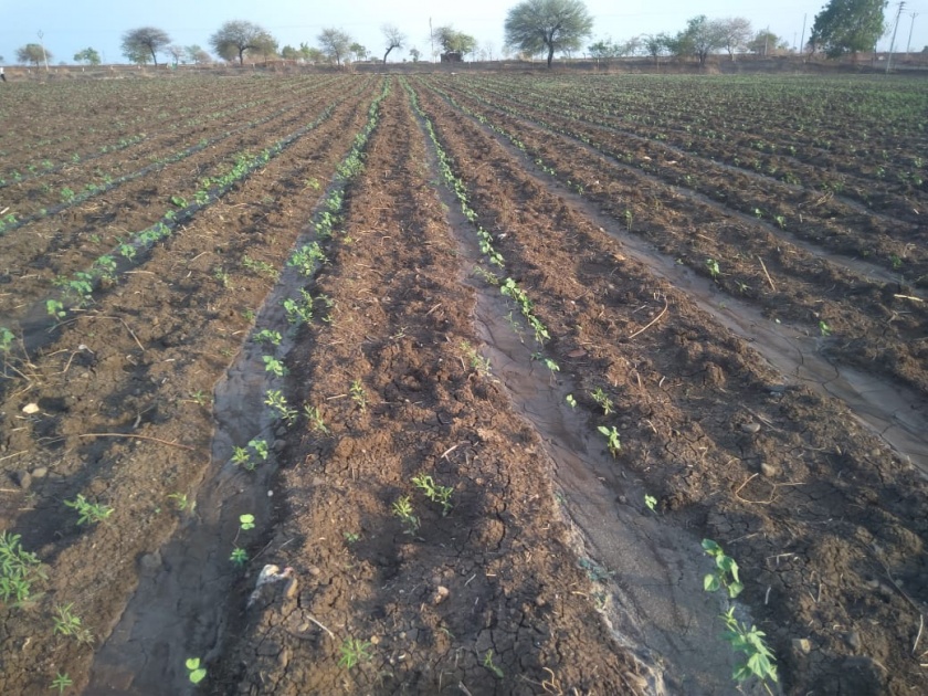 Farmer sowing pre-monsoon cotton | विहिरीच्या पाण्यावर फुलविली कपाशी
