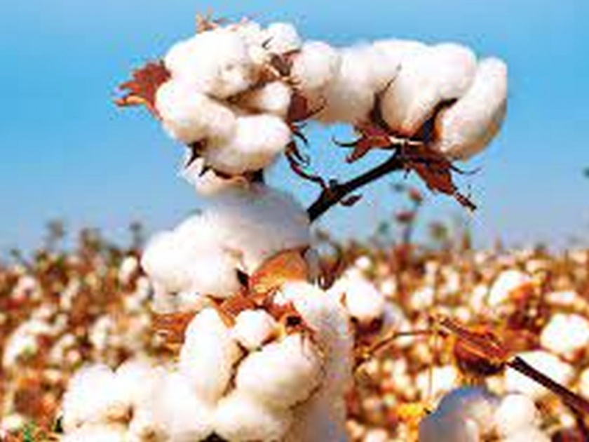 Prohibited HTBT activates the racket of selling cotton seeds | प्रतिबंधित एचटीबीटी कापूस बियाणे विक्रीचे रॅकेट सक्रिय