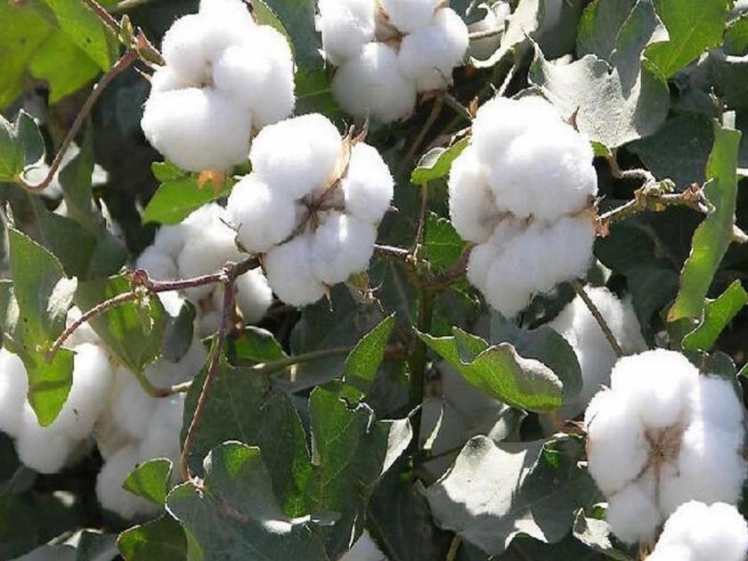 the price of cotton came to 16 thousand | बाप्पा पावला, कापसाला आला १६ हजारांचा भाव  