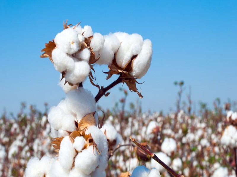 Sales of cotton seed in the state starts from 1st June | राज्यात कापूस बियाणे विक्रीला १ जूनपासून सुरुवात 