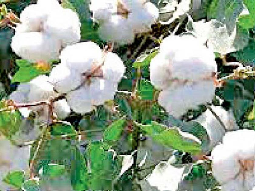 sold seeds in more price and lost his license, Govt cancelled in Amravati | जादा भावाने बियाणे विकले अन् परवानाच गमावून बसले