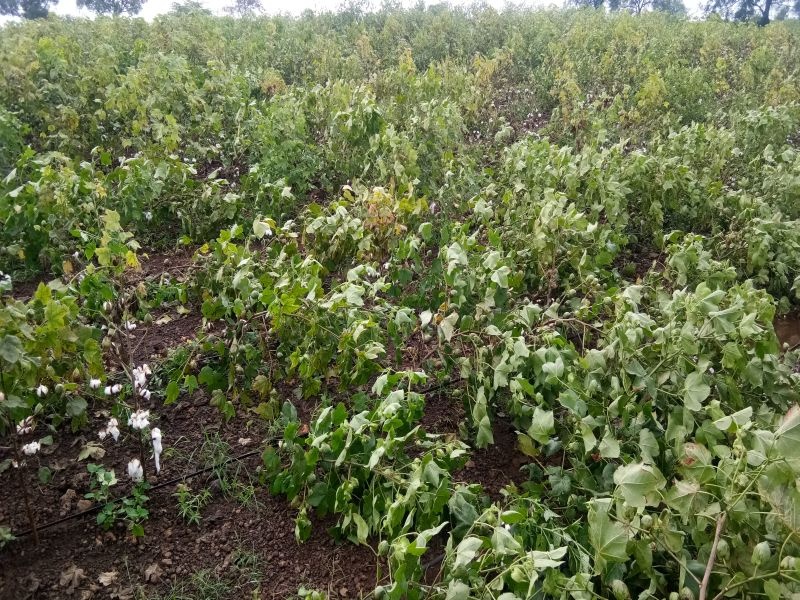 Thyme is a disease of saliva on cotton in Pachora taluka | पाचोरा तालुक्यात कपाशीवर लाल्या रोगाचे थैमान