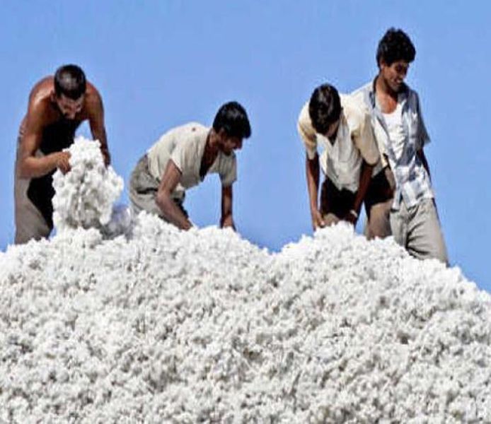 Cotton import of Madhya Pradesh in Khandesh | खान्देशात मध्य प्रदेशातील कापसाची आयात