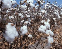 Cotton prices to go up; Experts have expressed concern | कापसाचे दर वाढणार; तज्ज्ञांनी व्यक्त केली चिंता