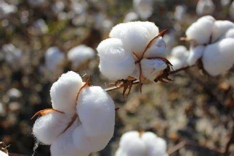 Cotton prices rose, other commodities plummeted; Merchants gets more benefit than farmers | कापसाचे भाव वधारले, इतर शेतमालाचे गडगडले; शेतकऱ्यांपेक्षा व्यापाऱ्यांनाच फायदा अधिक