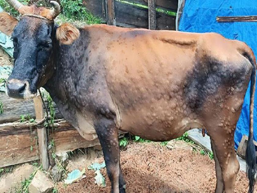 Lumpy skin disease has re-entered in Satara district and after Phaltan now 10 animals are affected in Karhad taluka | कऱ्हाड तालुक्यातही लम्पीचा शिरकाव, लसीकरणाची मोहीम वेगात
