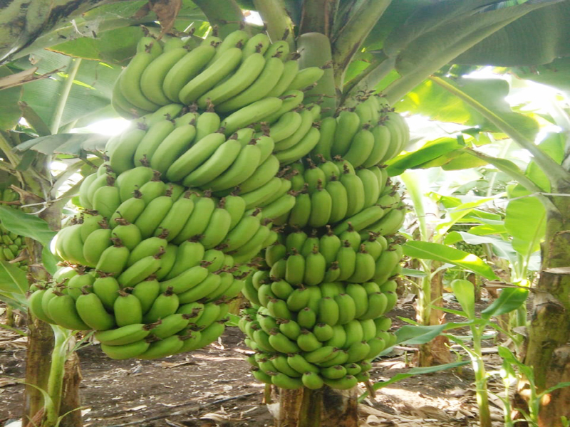 Seven weeks of sea banana export; Sales of 3 containers per day | Good News; करमाळ्याच्या केळीची सातासमुद्री निर्यात; दररोज ५० कंटेनरची विक्री