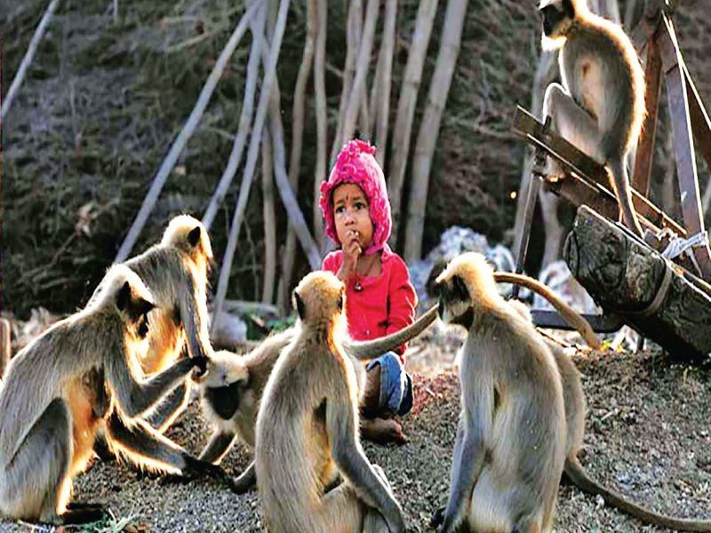  This is the modern day of Mughalich! The topic of discussion in Karnataka; Two-year-old son Monkey's 'friend' | आधुनिक युगातील हा मोगलीच! कर्नाटकात चर्चेचा विषय; दोन वर्षांचा मुलगा माकडांचा ‘दोस्त’