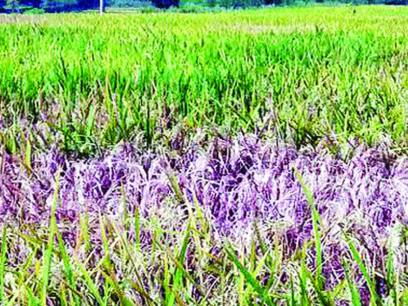 Rice Cropping on Rice, Ripening of Rice | भात पिकावर करपा, खोडकिड्याचा प्रादुर्भाव