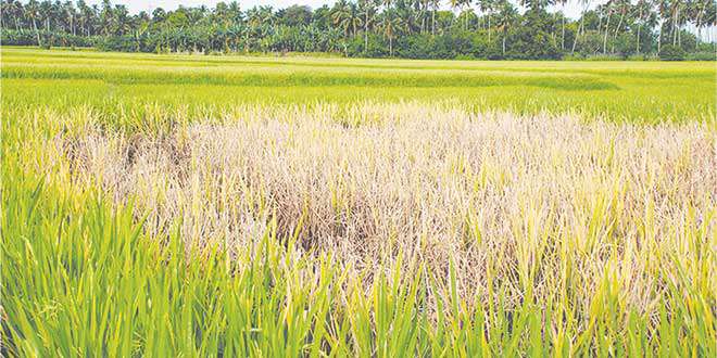 Rice tax cuts will get farmers under new crisis | भातशेतीला करपाचा विळखा, नव्या संकटाने शेतकरी हवालदील