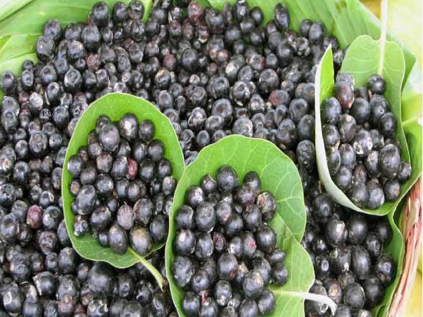 Karwande, Purple bean season begins in kolhapur | 'आली डोंगरची मैना, खायला एवढाच महिना'; करवंदे, जांभळे बाजारपेठात दाखल