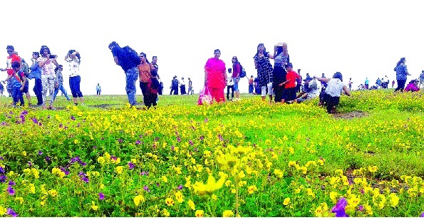 Satara - the colorful flowering Pandharri blossom in the tourist! The result of holidays: Foreign guests also visit | सातारा - रंगीबेरंगी फुलांच्या पंढरीमध्ये पर्यटकांचा बहर! सलग सुटीचा परिणाम : परदेशी पाहुण्यांचीही भेट
