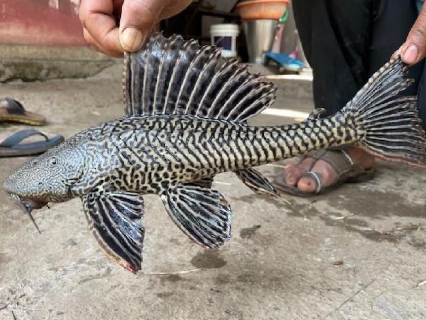 Exotic sugar fish found in Kasari river Kolhapur | Kolhapur: कासारी नदीत सापडला विदेशी जातीचा सकर मासा