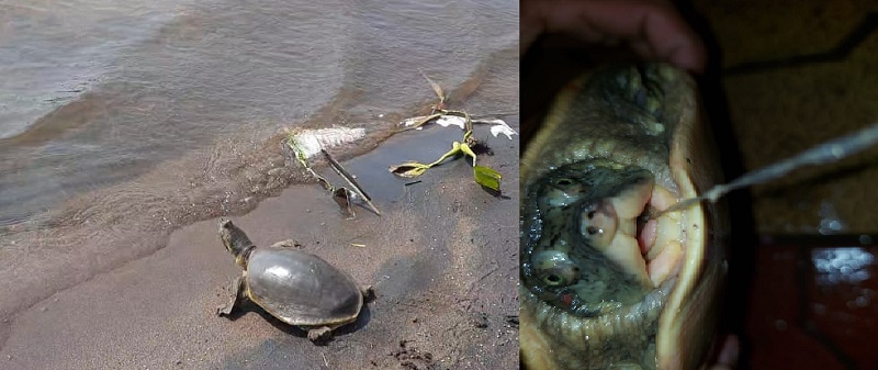 Soft shell tortoise found in Krishna river | कृष्णा नदीत सापडले सॉफ्ट शेल जातीचे कासव, गळ्यात अडकलेला गळ शस्त्रक्रियेद्वारे काढून दिले नवजीवन