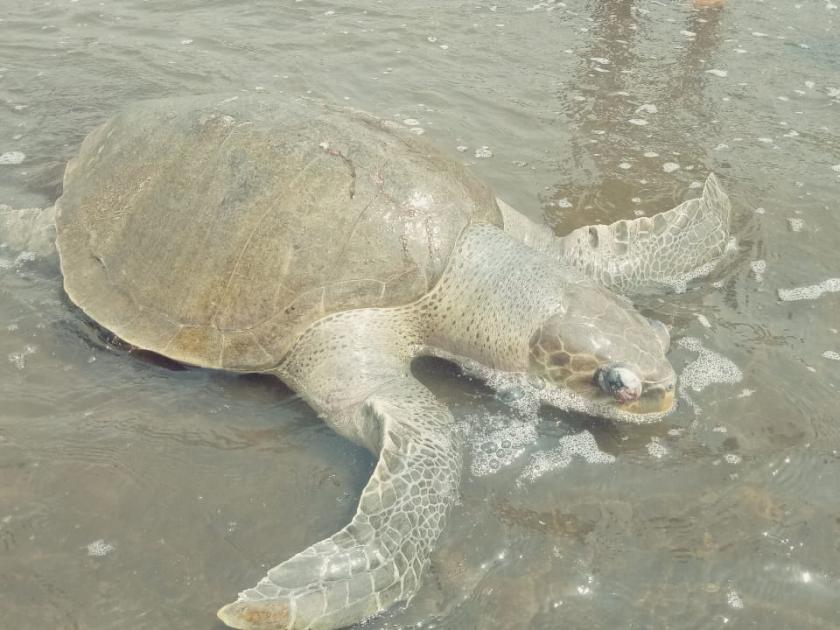 Dead turtles found on the beach in time | वेळास समुद्रकिनारी सापडले मृत कासव