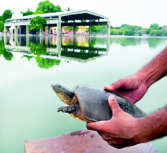Seeing the water of Siddheshwar lake, the mud turtle jumped and jumped | सिद्धेश्वर तलावाचे पाणी पाहताच चिखल कासवाने धपकन मारली उडी