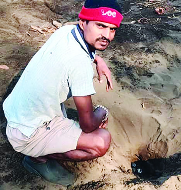 872 turtle eggs were found on the shores of Tawasal | तवसाळ किनारी आढळली कासवांची ८७२ अंडी