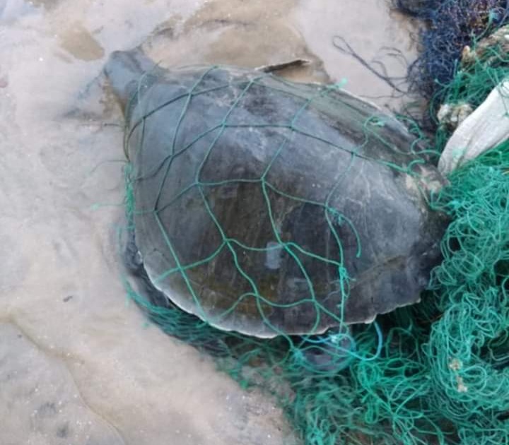 Surviving a tortoise caught in a fishing net | माशाच्या जाळ्यात अडकलेल्या कासवाला गणपतीपुळे येथे जीवदान