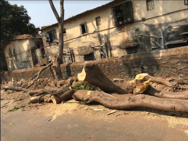 Illegal slaughter of big trees in Kashimira area; Avoid to file criminal cases | काशिमीरा भागात मोठ्या झाडांची बेकायदा कत्तल; पालिकेची गुन्हा दाखल करण्यास टाळाटाळ  