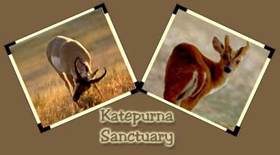 Public Representative Initiative for Kate Purna Wildlife Sanctuary | काटेपूर्णा अभयारण्याच्या प्रवेशद्वारासाठी लोकप्रतिनिधींचाही पुढाकार