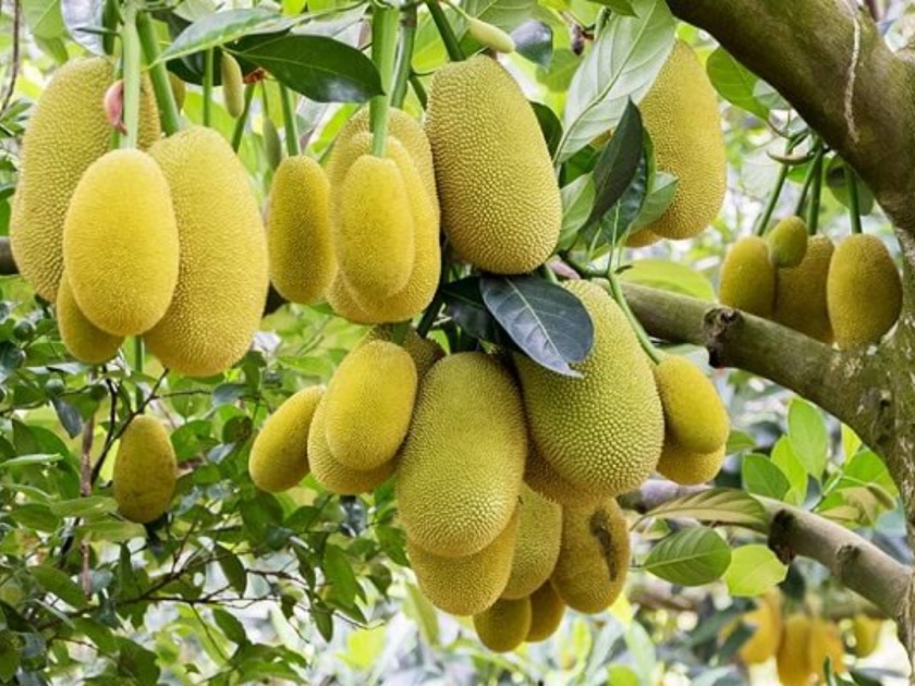 jackfruit is extremely beneficial in summer | उन्हाळ्यात खा 'या' फळाची भाजी, पचनसंस्था राहिल सुरळीत...इतरही भरपूर फायदे