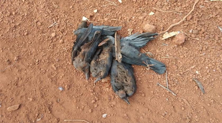 Excitement over crows being found dead in Dapoli | दापोलीत मृतावस्थेत कावळे आढळल्याने खळबळ