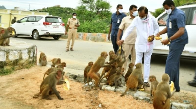 KCR feeds Yadagiri Gutta monkeys with bananas! | केसीआर यांनी यादागिरीगुट्टाच्या माकडांना खाऊ घातली केळी!