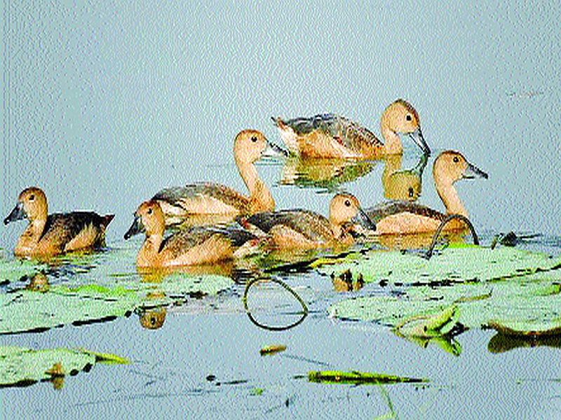  The arrival of the visiting birds took place in the Kurze dam area in Talasari | तलासरीतील कुर्झे धरण परिसरात झाले पाहुण्या पक्ष्यांचे आगमन